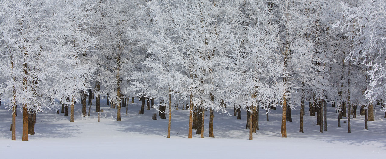 snow trees